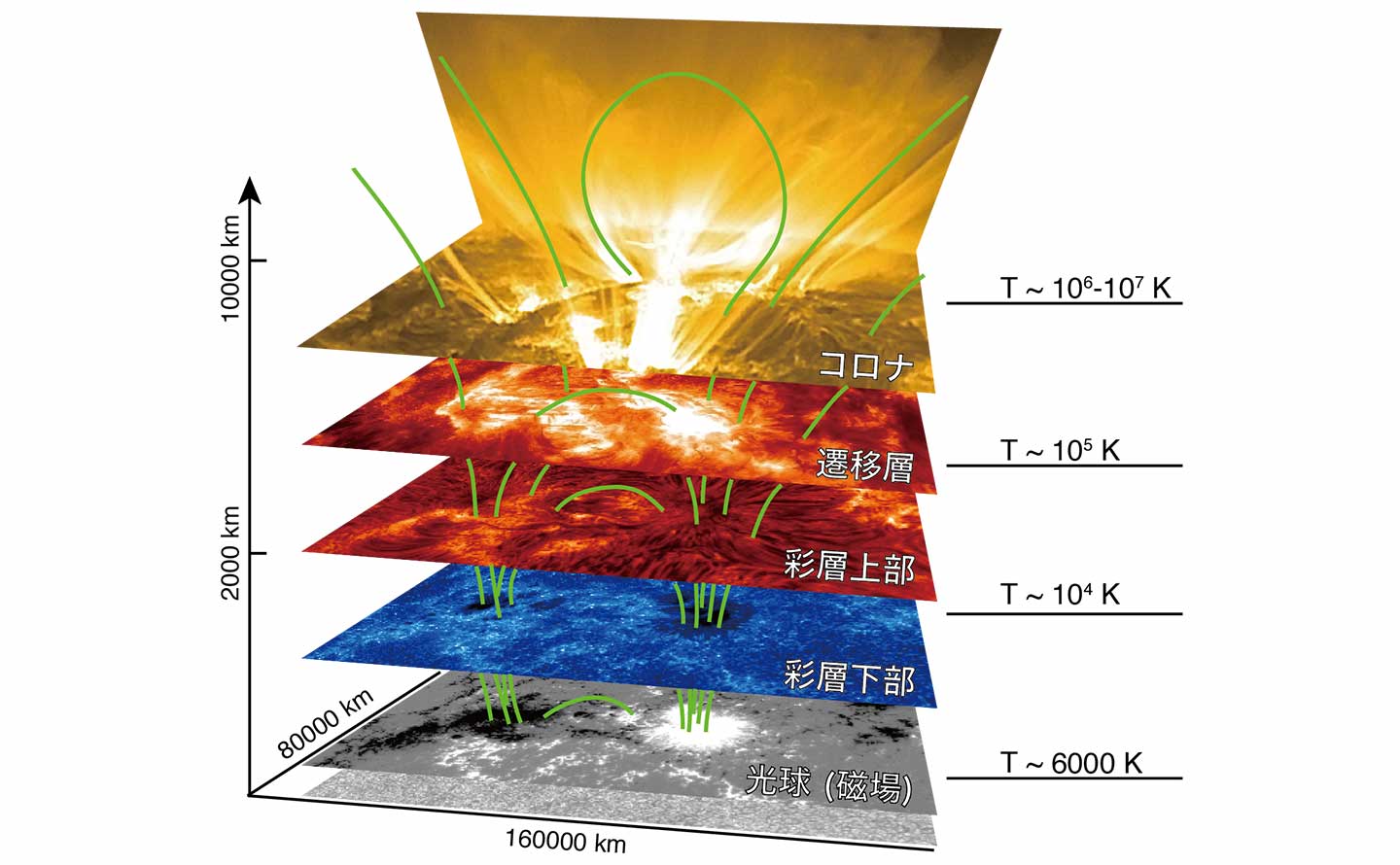 図3：磁場により結合した太陽大気の構造